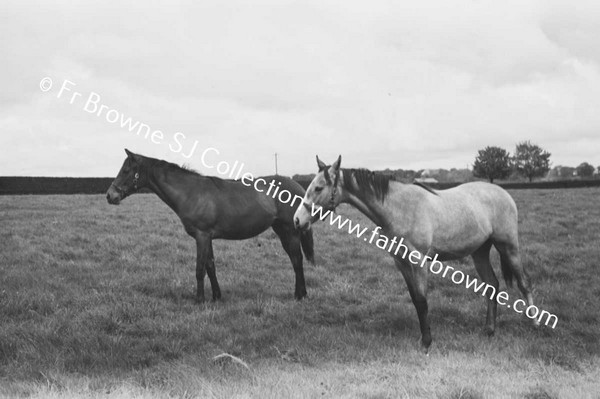 SHESLOON STUD   HORSES WITH ANDY MURRAY THE STUD GROOM